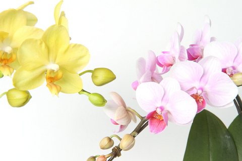 旭日 瑞宝双光章の概要とフォーマルウェアで装うポイント 旭日 瑞宝双光章の概要とフォーマルウェアで装うポイント